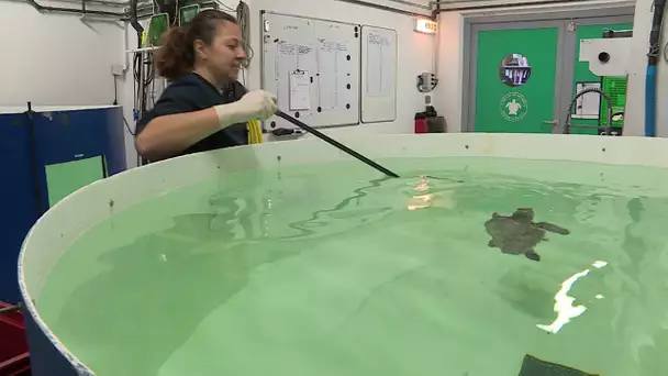 Nouvelles tortues à l'aquarium de La Rochelle