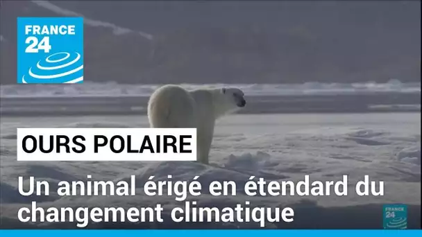 L'ours polaire, un animal érigé en étendard du changement climatique • FRANCE 24