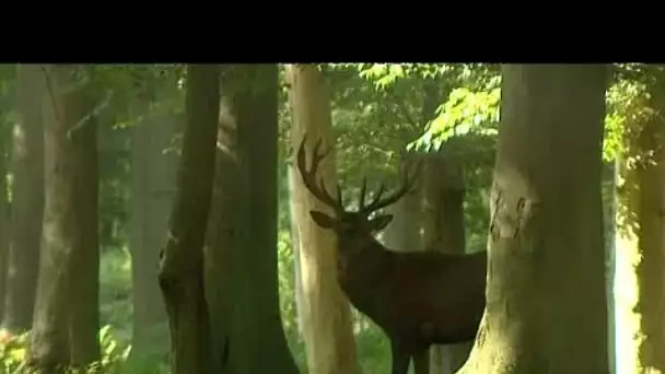 A Rouen, rencontres autour du label forêt d&#039;exception