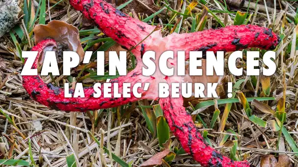 Zap'In Sciences : La sélec' beurk ! - L'Esprit Sorcier