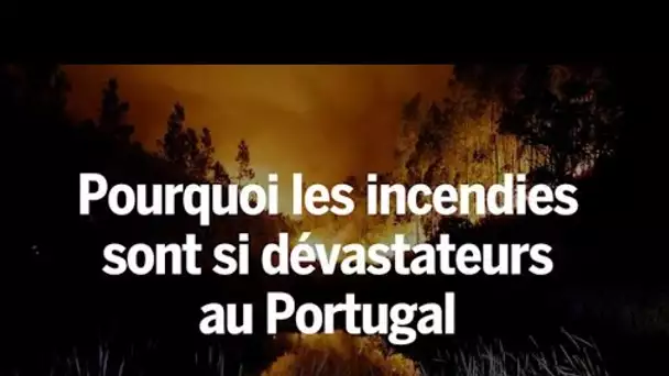 Portugal : pourquoi les incendies sont si dévastateurs