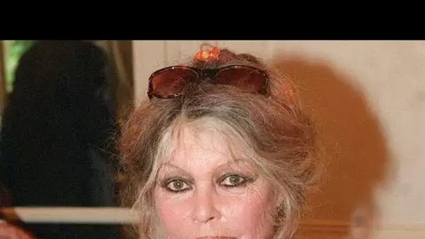 Brigitte Bardot dévoile enfin la raison pour laquelle elle s’est fâchée avec Romy Schneider