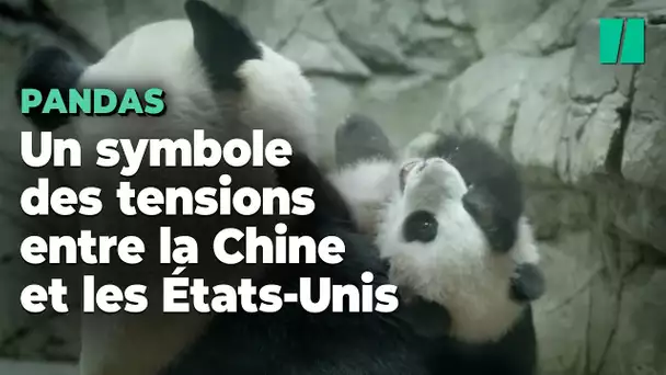 Le départ de ces pandas illustrent les tensions diplomatiques entre la Chine et les États-Unis