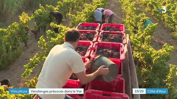 À Ramatuelle, les vendanges commencent très tôt pour éviter la canicule