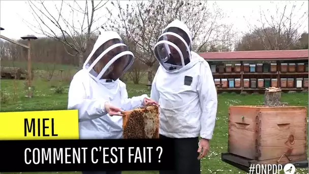 Que trouve-t-on vraiment dans nos pots de miel ?