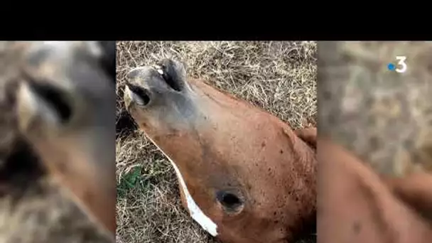 Mayenne : les éleveurs de chevaux inquiets par les actes de mutilation sur leurs animaux