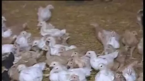 Grippe aviaire : inquiétude éleveurs + tour du monde