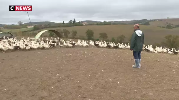 Le foie gras français se porte bien