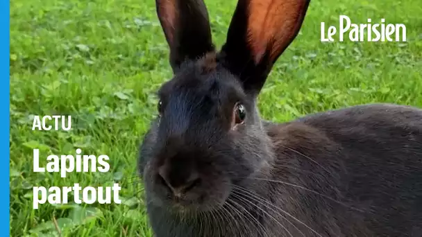 Cannes : des lapins envahissent une résidence