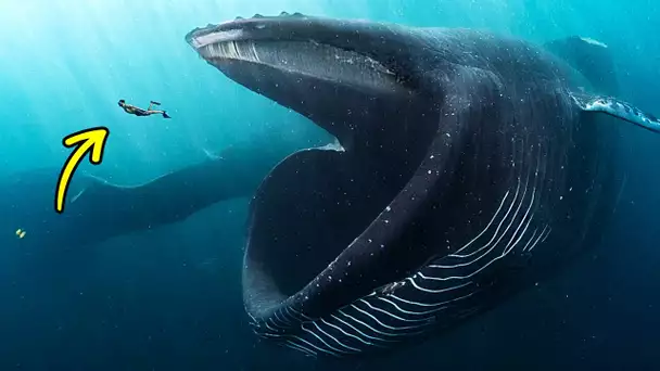 Que Se Passerait-il si Une Baleine t'avalait Tout Rond ?