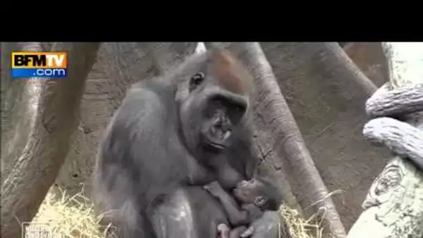Naissance de deux gorilles dans un zoo new yorkais - 25/04
