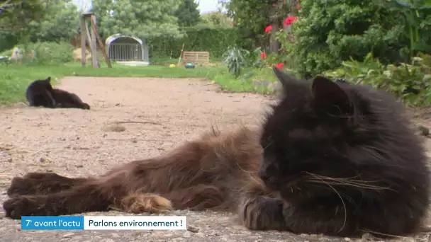 L'île de Bréhat lance une opération pour lutter contre la prolifération des chats errants