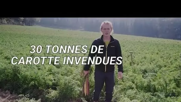 Cet agriculteur s'indigne car ses carottes sont jugées trop grandes