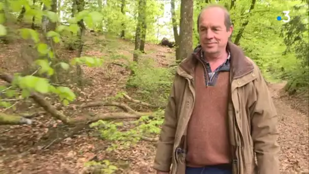 Polémique autour d&#039;une route forestière dans le Morvan