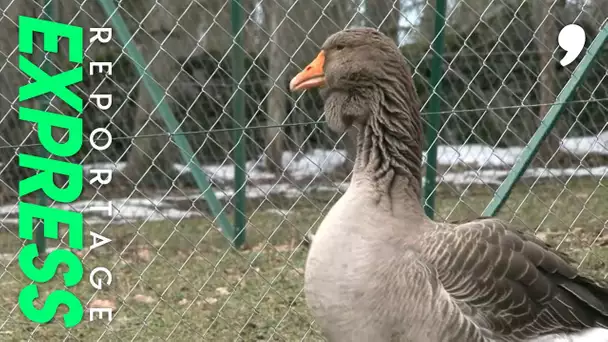 Ils veulent sauver l'oie de Toulouse