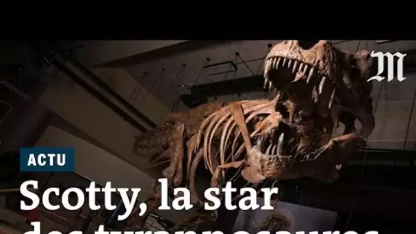 Voici Scotty, le plus grand tyrannosaure