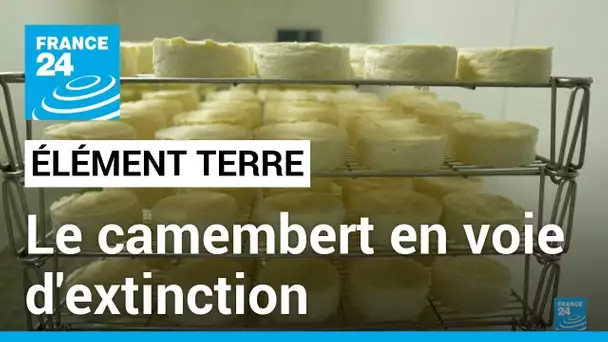 Environnement : le camembert en voie d'extinction • FRANCE 24