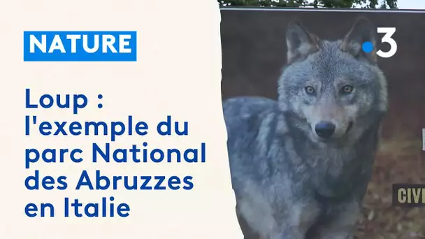 Présence de loups : l'exemple du parc National des Abruzzes en Italie