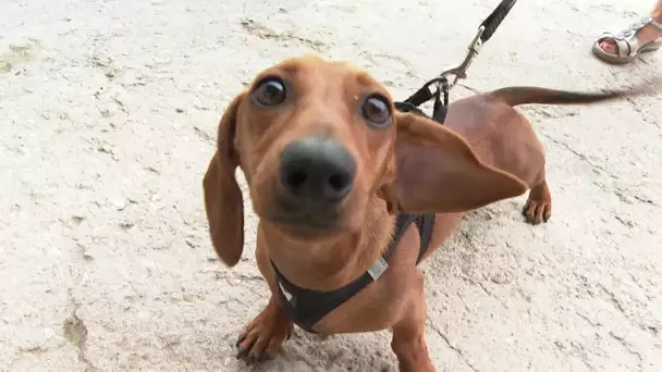 Les chiens aiment la plage de la Côte d'Azur et leurs maitres aussi