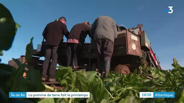 Ilé de Ré : lancement de la récolte pour les pommes de terre