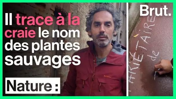 Toulouse : ce botaniste trace à la craie le nom des plantes sauvages