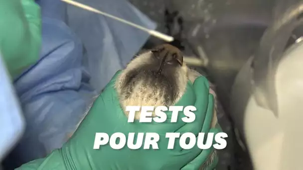 La Corée du Sud lance une campagne tests PCR pour ses animaux domestiques