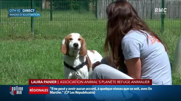 Chihuahua, staffie: le trafic de chiens est en forte hausse en France, des délinquants prêts à tout