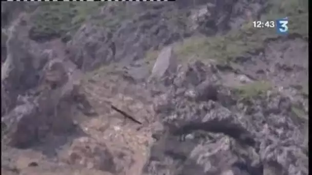 2 gypaètes barbus réintroduits dans le parc du Mercantour