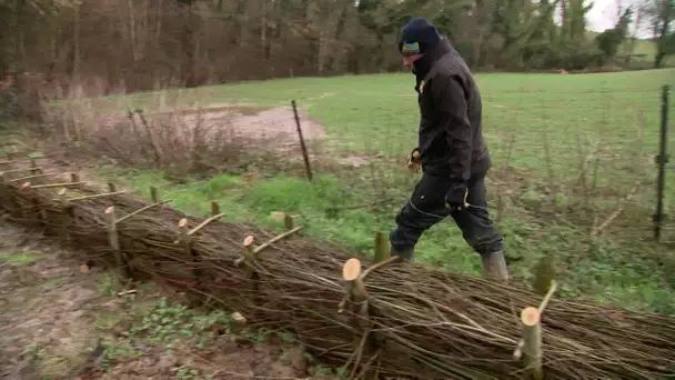 Au pays de Caux, terrassement, reboisement, et fascines, les solutions contre le ruissellement