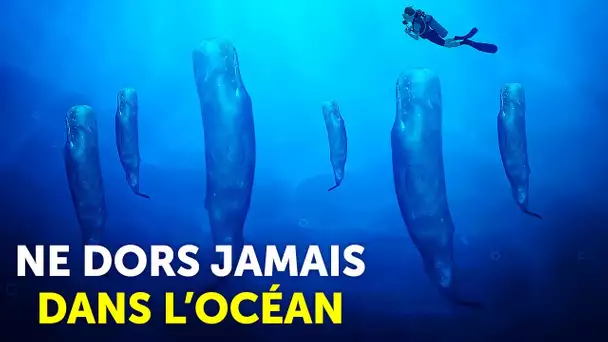 Voici Comment Les Animaux Marins Survivent Sans Vraiment Dormir