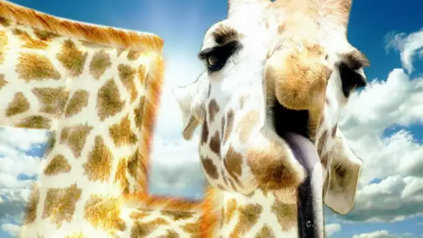 GIRAFE SENPAI ! (Compilation de jeux)