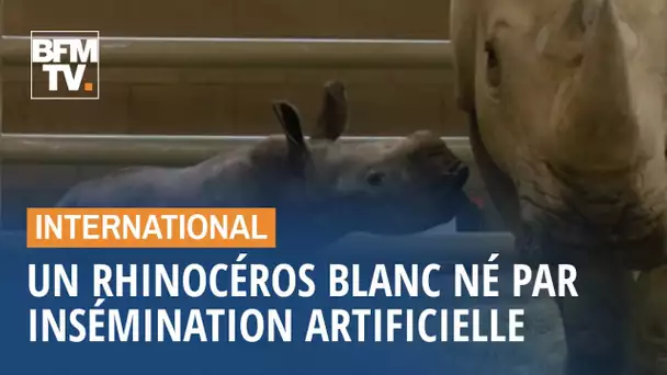 Un rhinocéros blanc est né par insémination artificielle en Californie