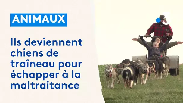 Des huskies devenus chiens de traîneaux après avoir été victimes de maltraitance