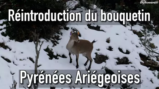 Réintroduction de bouquetins dans les Pyrénées Ariégeoises