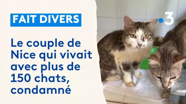 Un couple qui vivait avec plus de 160 chats interdit de détenir un animal