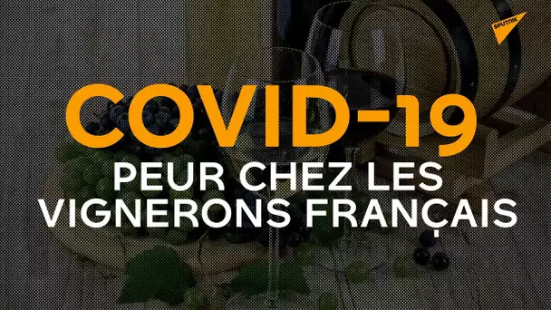 Le Covid-19 distille la peur chez les vignerons français