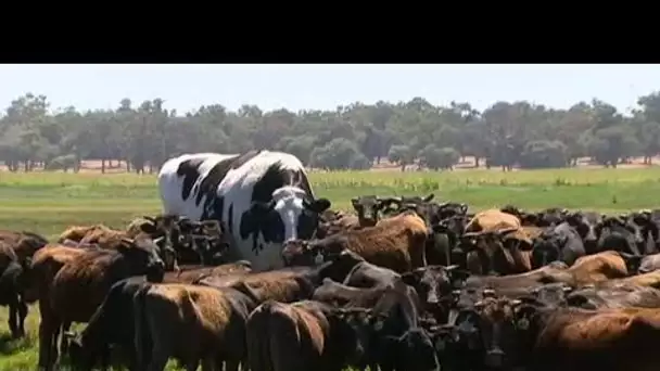 La vache trop grande pour être acceptée à l'abattoir