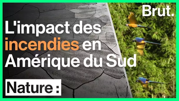 3 conséquences des incendies en Amérique du Sud