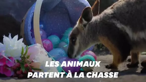 Quand les animaux s'invitent à Pâques à travers le monde