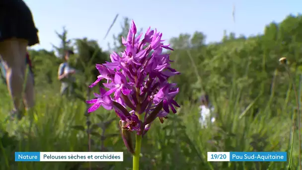 Béarn : les pelouses sèches, paradis des orchidées