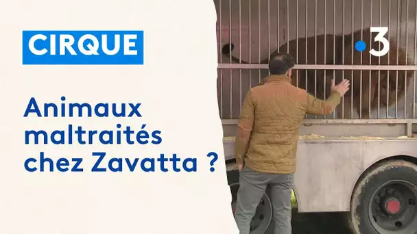 Cirque : polémique autour des animaux du cirque Zavatta à Angoulême