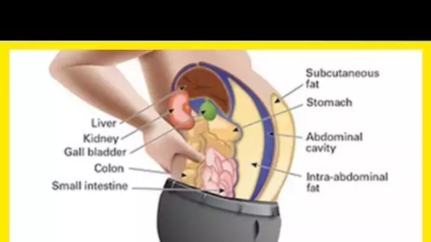 Les Toxines stockées dans vos cellules adipeuses gonflent votre ventre ! Voici COMMENT les purifier