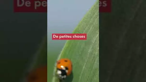 Qu'est-ce que l'effet papillon ?