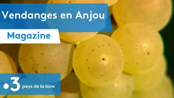 ANGERS : les vendanges 2021 au cœur de l'Anjou