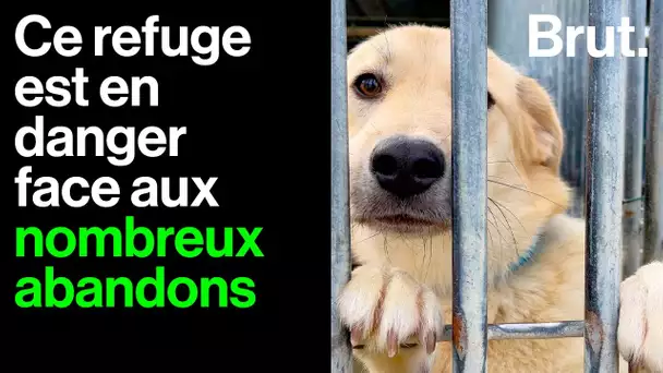 Débordé par les abandons d'animaux, ce refuge est en danger