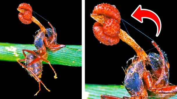 Ce champignon transforme les fourmis en zombies