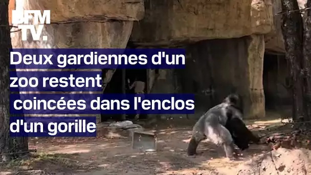 Deux gardiennes d’un zoo restent coincées dans l’enclos d’un gorille