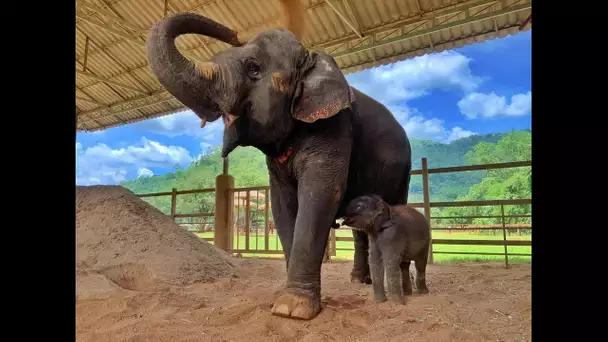 Mère & Bébé sont arrivés à Elephant Nature Park, regardez qui veut être la nounou !