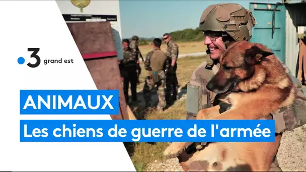 Les chiens de guerre, "ce sont des soldats comme nous"