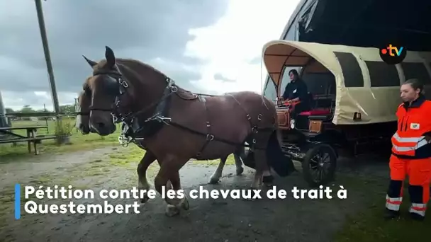 Pétition contre les chevaux de traits à Questembert
